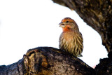 House Finch