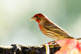 House Finch