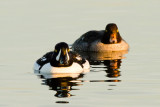 Barrows Goldeneyes