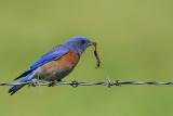 Bluebirds, Robins, Thrushes