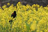 Red-Winged Blackbird in Mustard Field