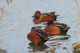 Cinnamon Teal