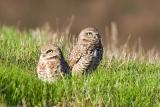 Burrowing Owls