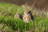 Burrowing Owls