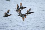 Cinnamon Teal