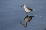 Greater Yellowlegs