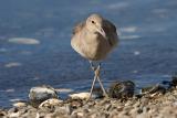 Willet