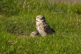 Burrowing Owls