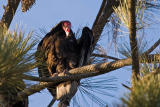 Turkey Vulture preening