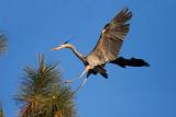 Great Blue Heron landing