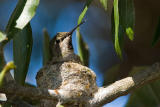 Annas Hummingbird, female building nest