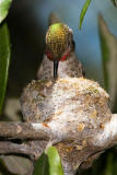 Annas Hummingbird, female building nest