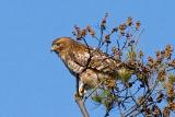 Juvenile Red-shouldered Hawk