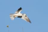 White-tailed Kite