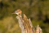 American Kestrel with vole