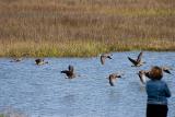 Greater White-fronted Geese