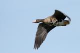 Greater White-fronted Goose