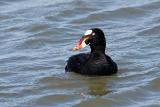 Surf Scoter