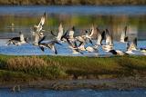 Black Skimmers