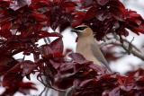 Cedar Waxwing