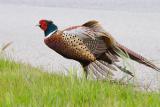 Ring-necked Pheasant