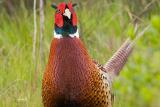 Ring-necked Pheasant