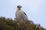 Black-crowned Night Heron