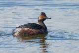 Eared Grebe, breeding plumage