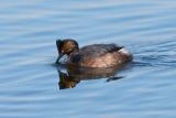 Eared Grebe, breeding plumage