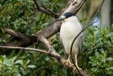 Black-crowned Night Heron