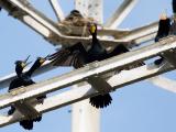 Double-crested Cormorants