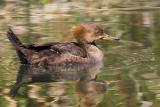 Hooded Merganser, female