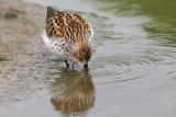 Western Sandpiper, breeding plumage