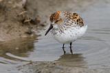 Western Sandpiper, breeding plumage