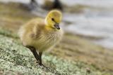 Canada Goose gosling