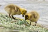 Canada Goose goslings