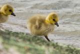 Canada Goose goslings