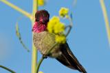 Annas Hummingbird