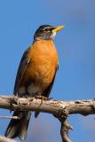 American Robin