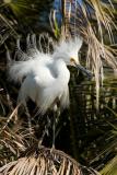 Snowy Egret