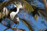 Snowy Egret