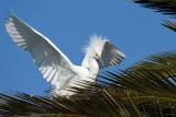 Snowy Egret landing