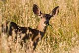 Mule Deer