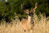Mule Deer buck
