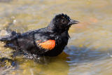 Red-winged Blackbird bathing