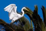 Great Egret