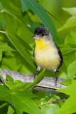 Lesser Goldfinch