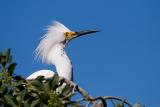 Snowy Egret