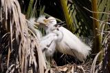 Snowy Egret chicks feeding