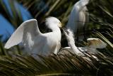 Snowy Egret chick feeding